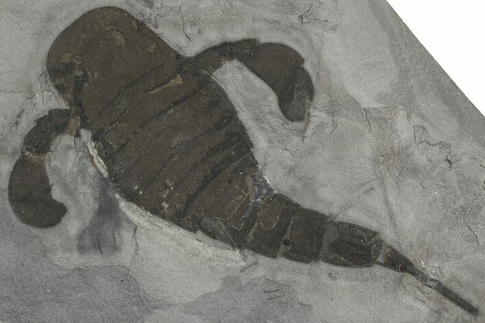 Eurypterus (Sea Scorpion) Fossil - New York #369242